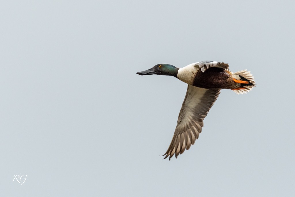 Northern Shoveler - ML608493886