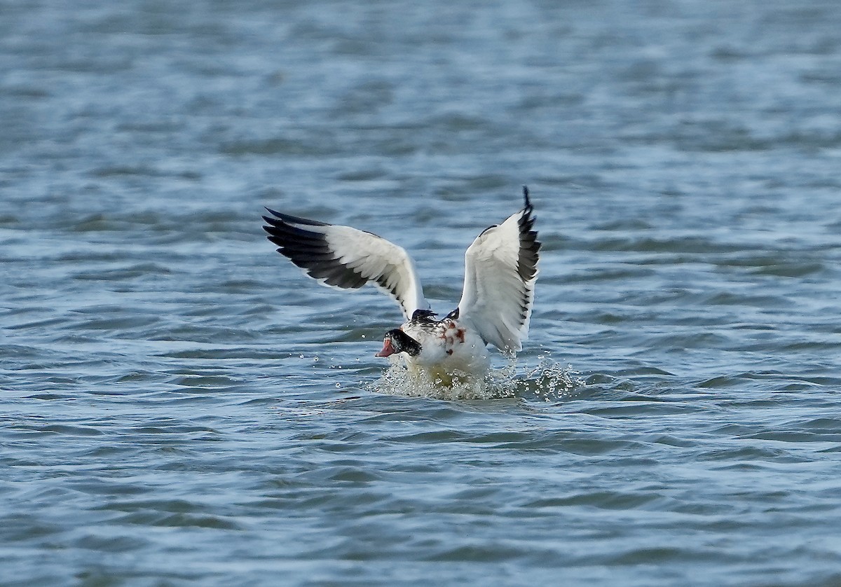 Common Shelduck - ML608494025