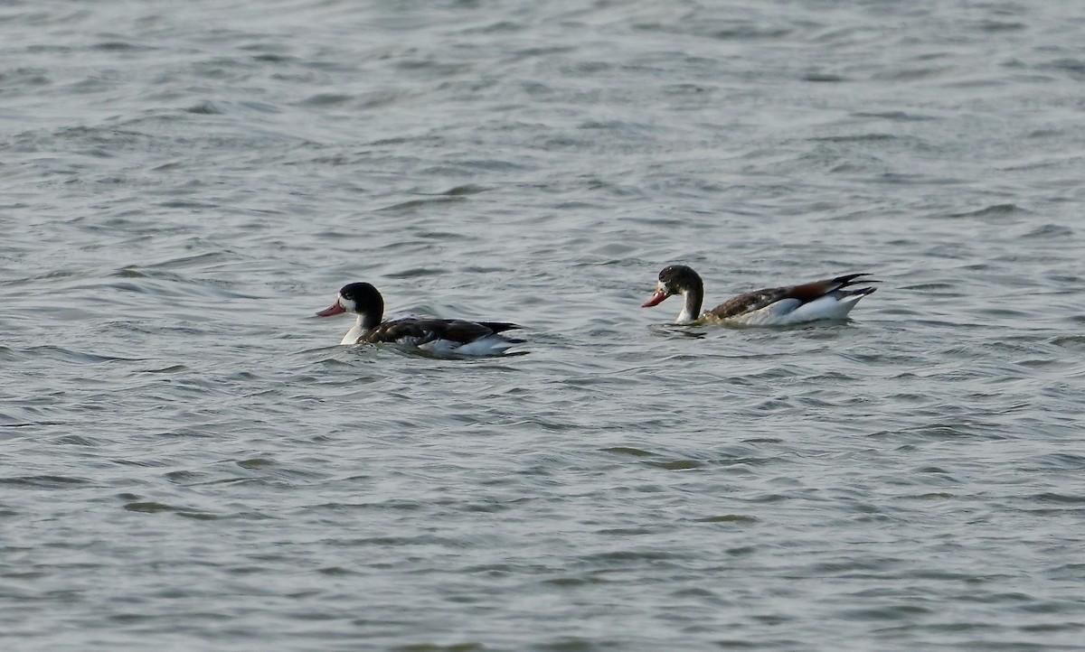 Common Shelduck - ML608494026