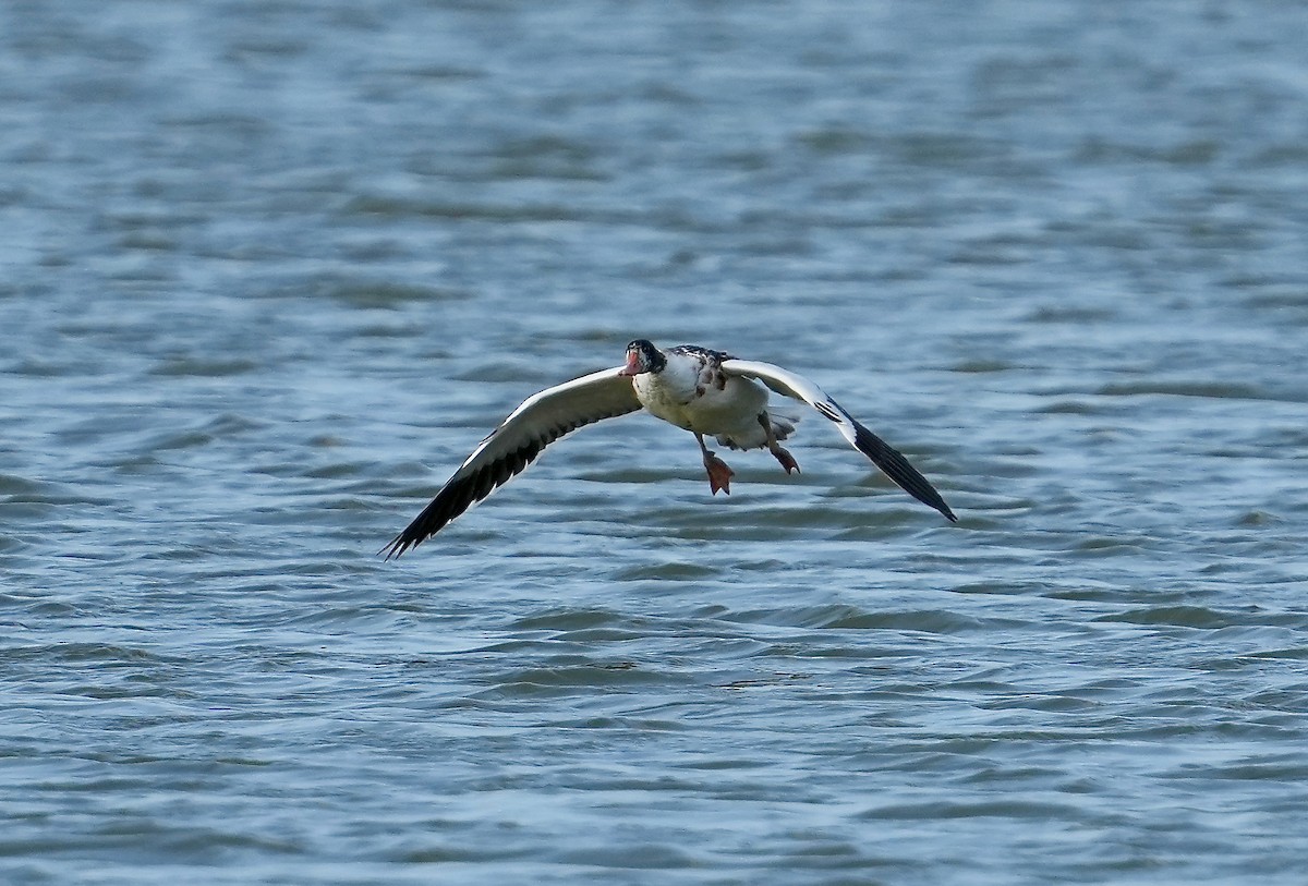 Common Shelduck - ML608494027