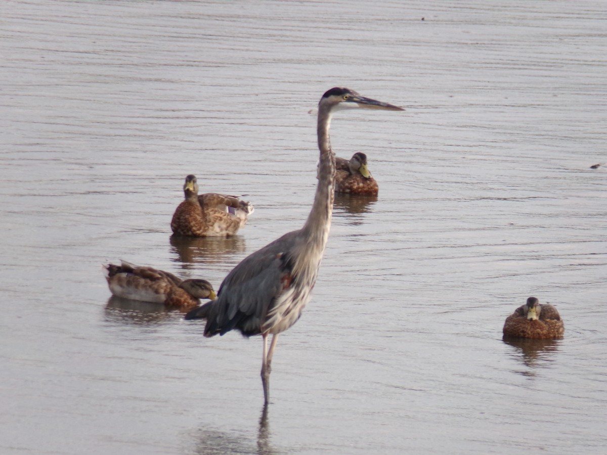 Great Blue Heron - ML608494099