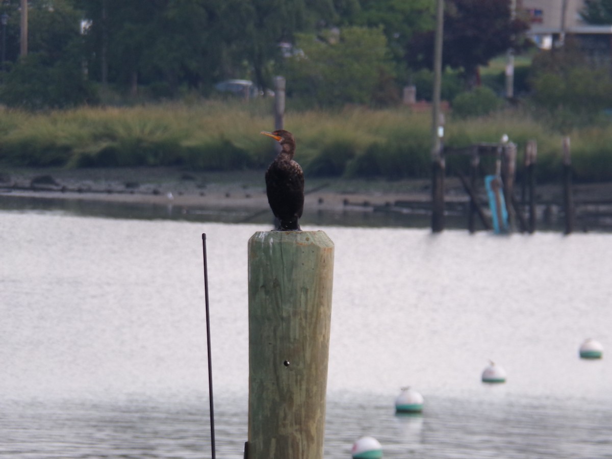 Double-crested Cormorant - Aquiles Enriquez