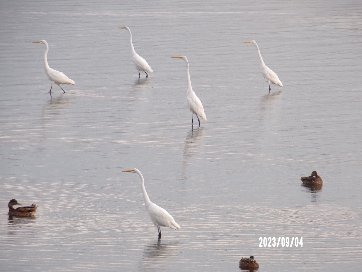 Great Egret - ML608494107