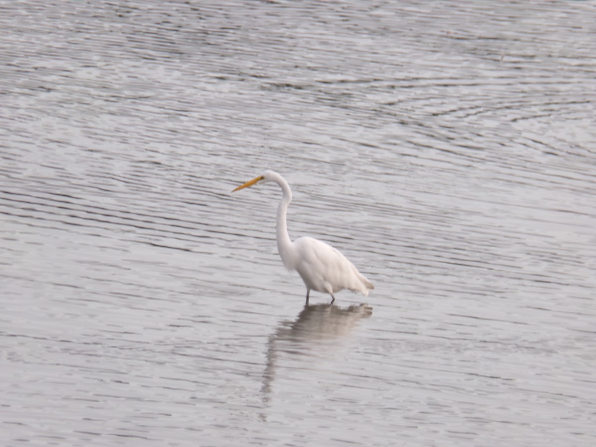 Great Egret - ML608494118