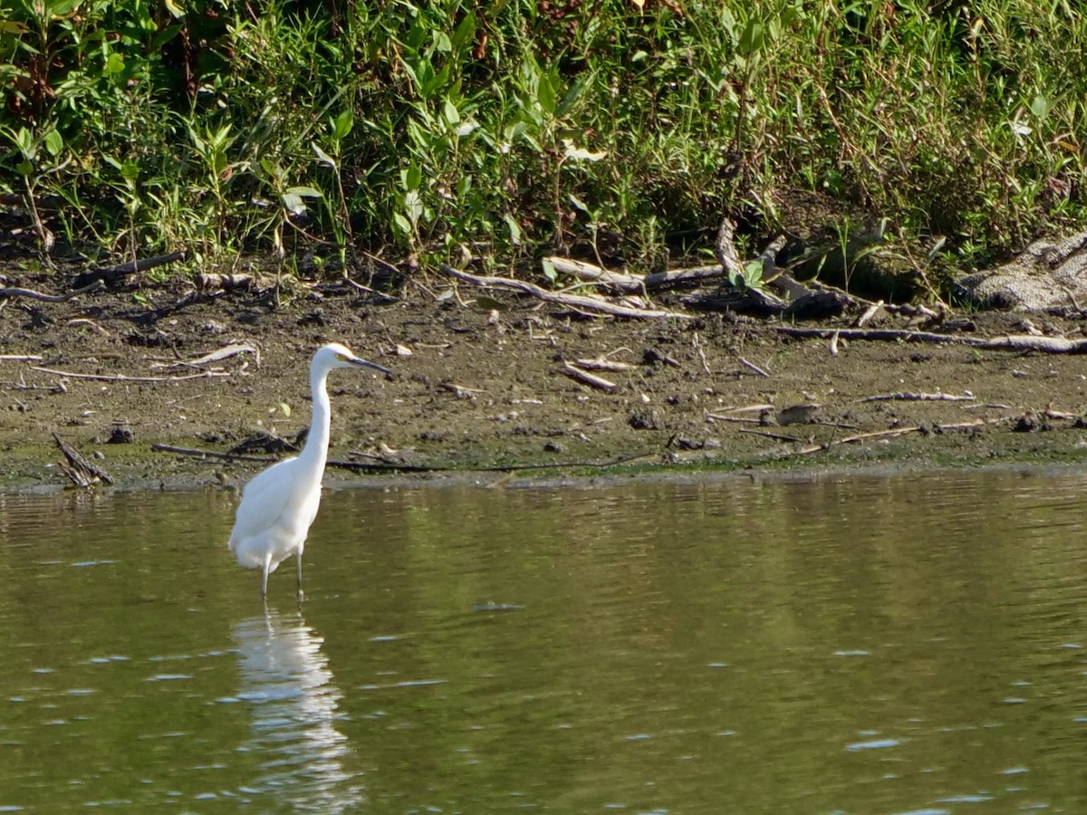 Snowy Egret - ML608494219