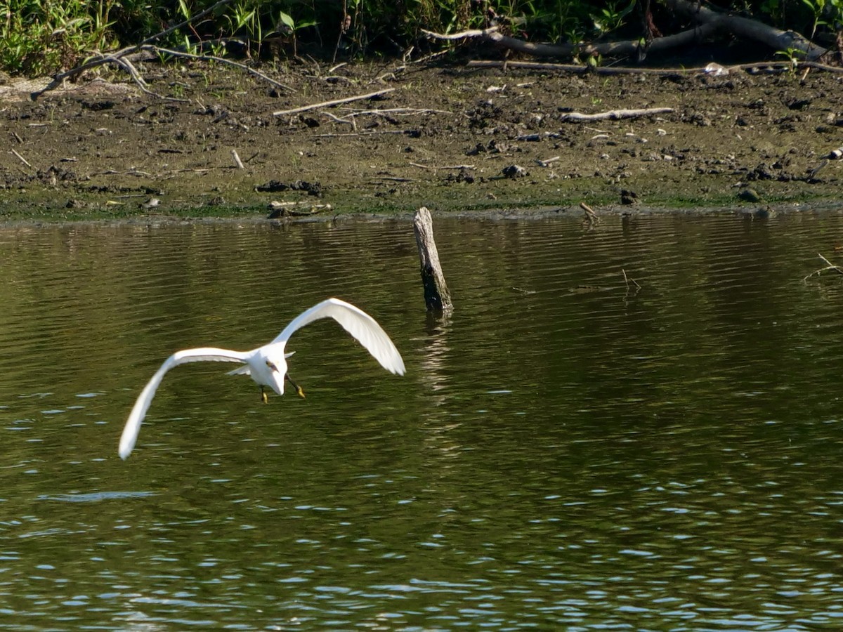 Snowy Egret - ML608494221