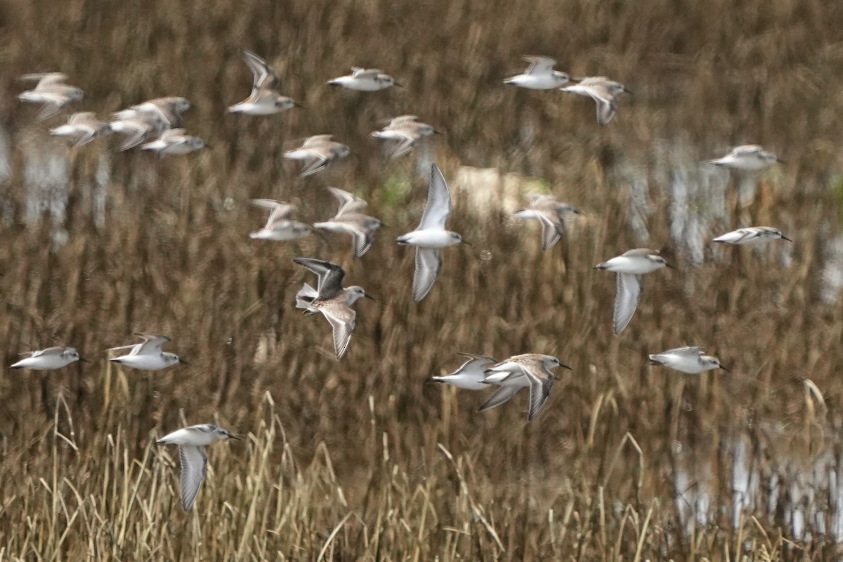 Western Sandpiper - Christopher Carlson