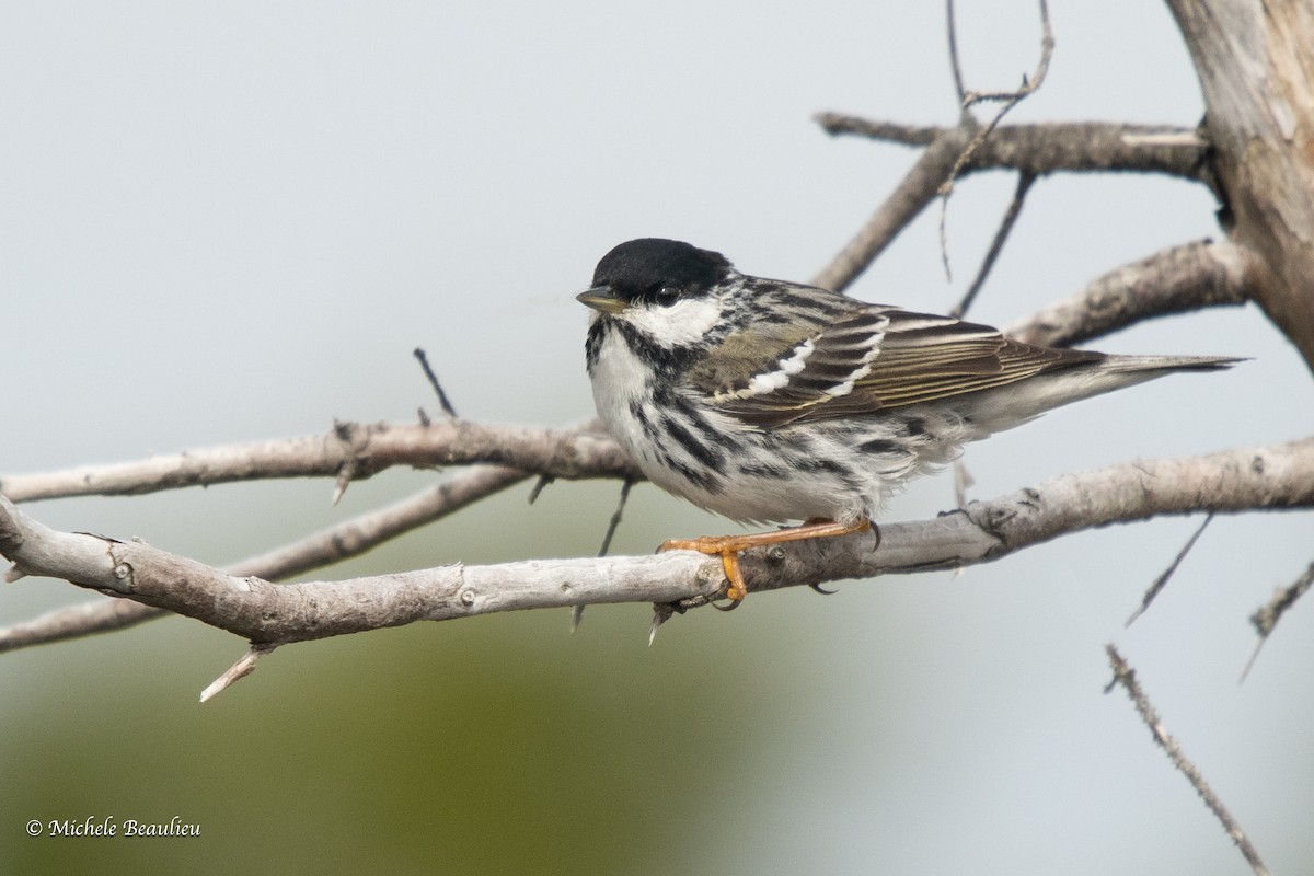 Blackpoll Warbler - Michèle Beaulieu