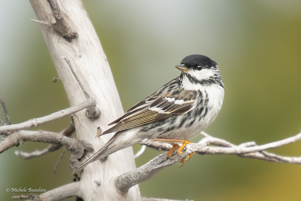 Blackpoll Warbler - Michèle Beaulieu