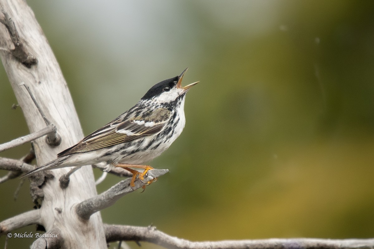 Paruline rayée - ML608494271