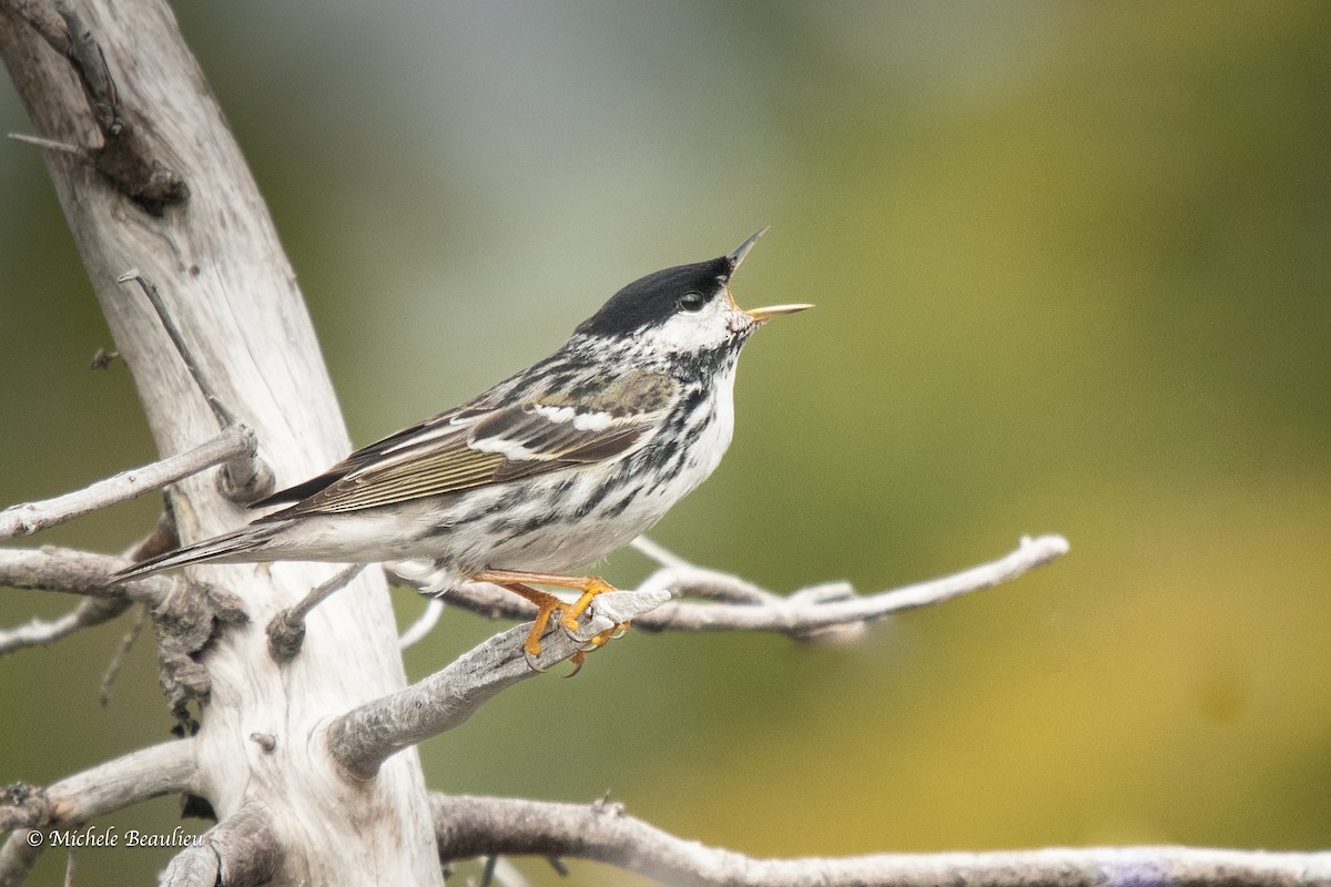 Blackpoll Warbler - ML608494272