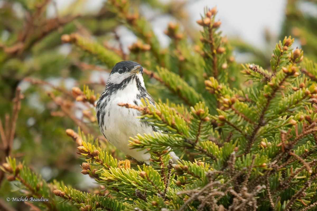 Blackpoll Warbler - ML608494273