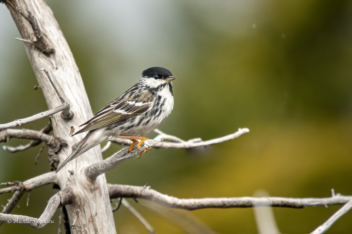 Blackpoll Warbler - ML608494274