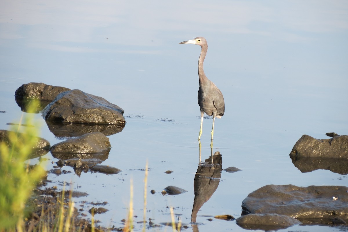 Little Blue Heron - Luis Mendes