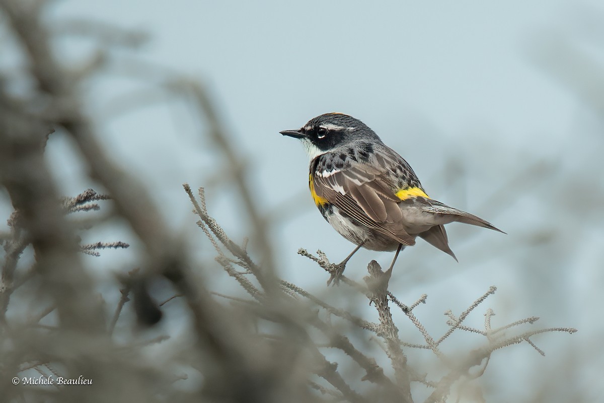 Yellow-rumped Warbler - ML608494305