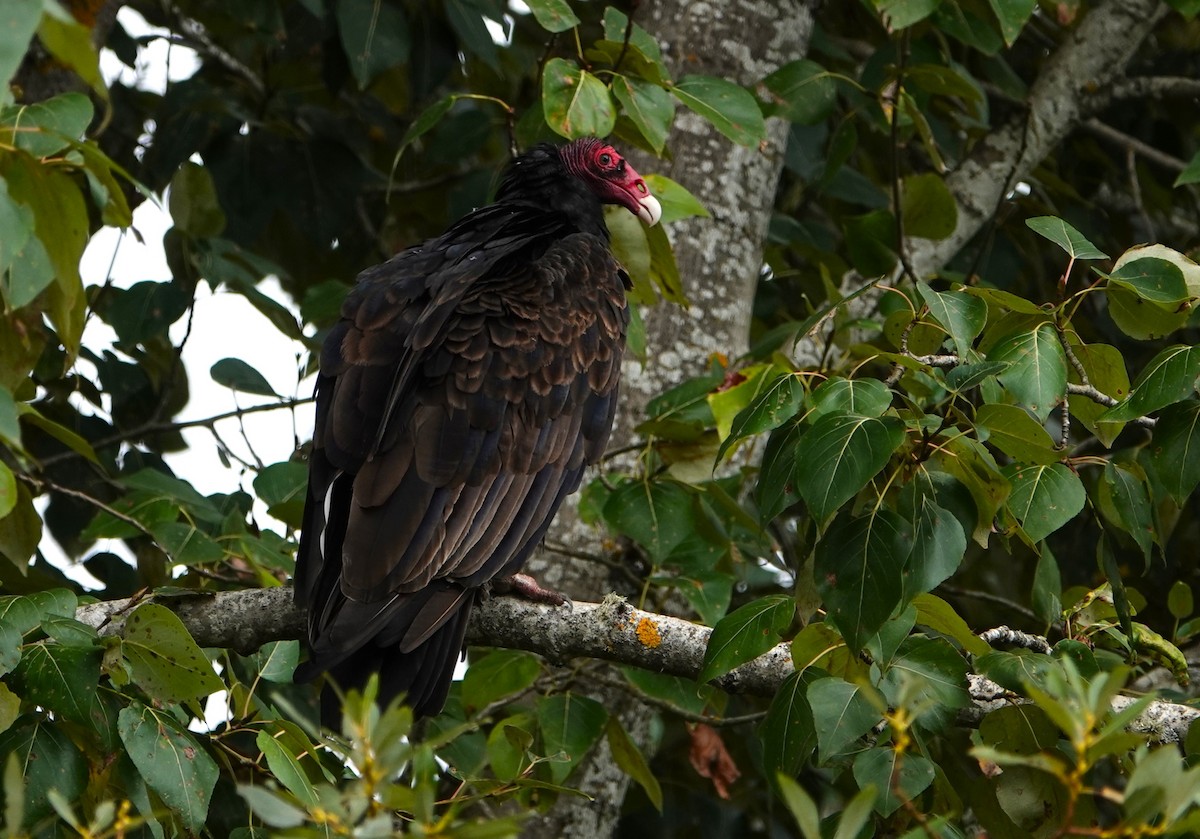 Turkey Vulture - Duncan Evered