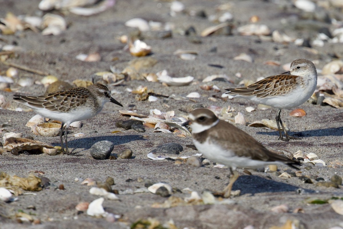 Western Sandpiper - ML608494439