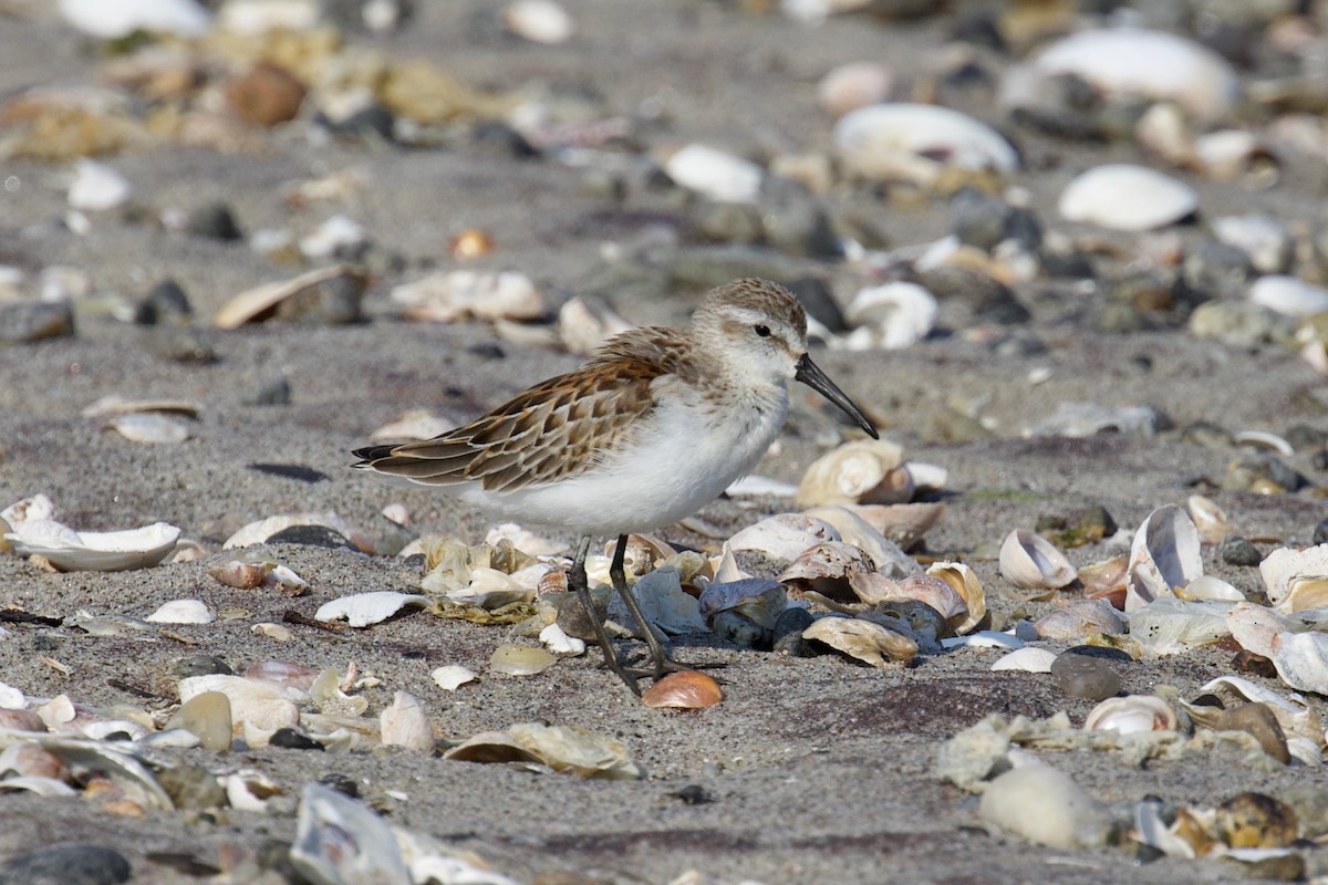 Western Sandpiper - ML608494441