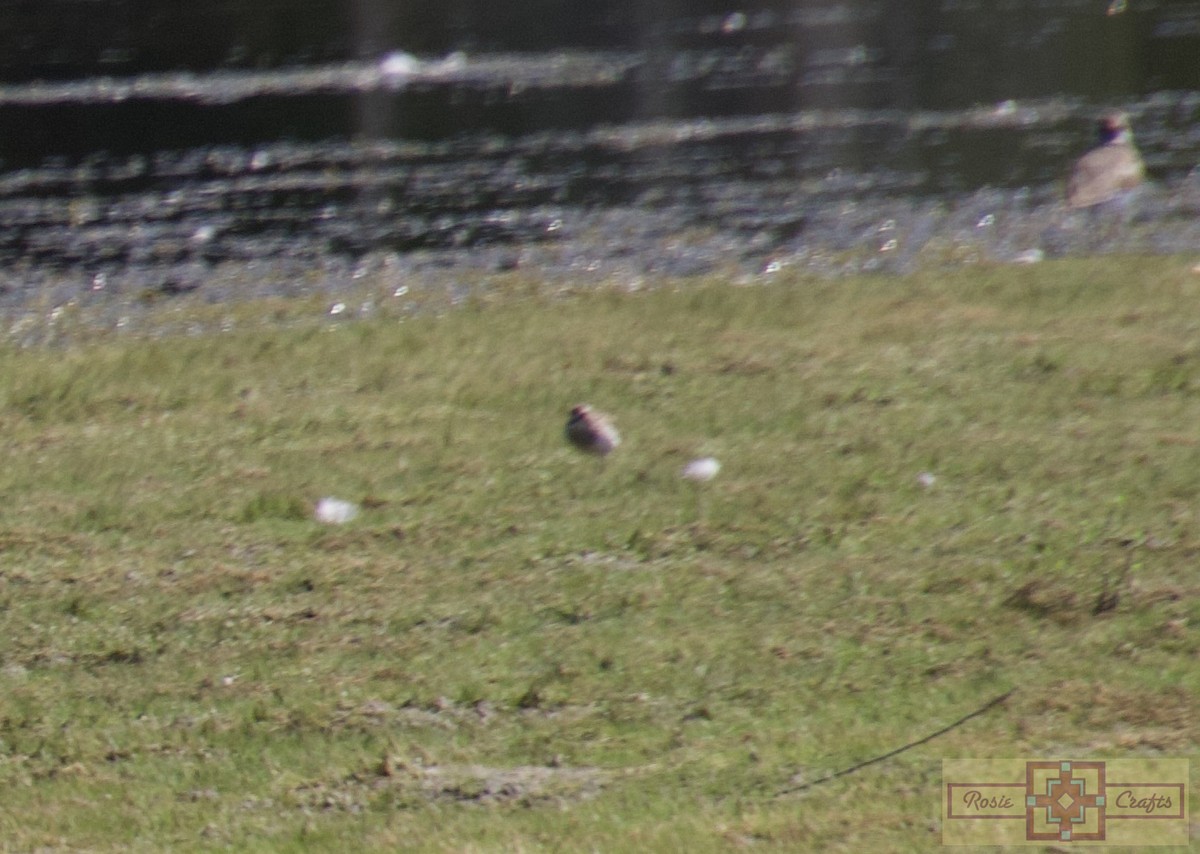 Calidris sp. (petit bécasseau sp.) - ML608494472