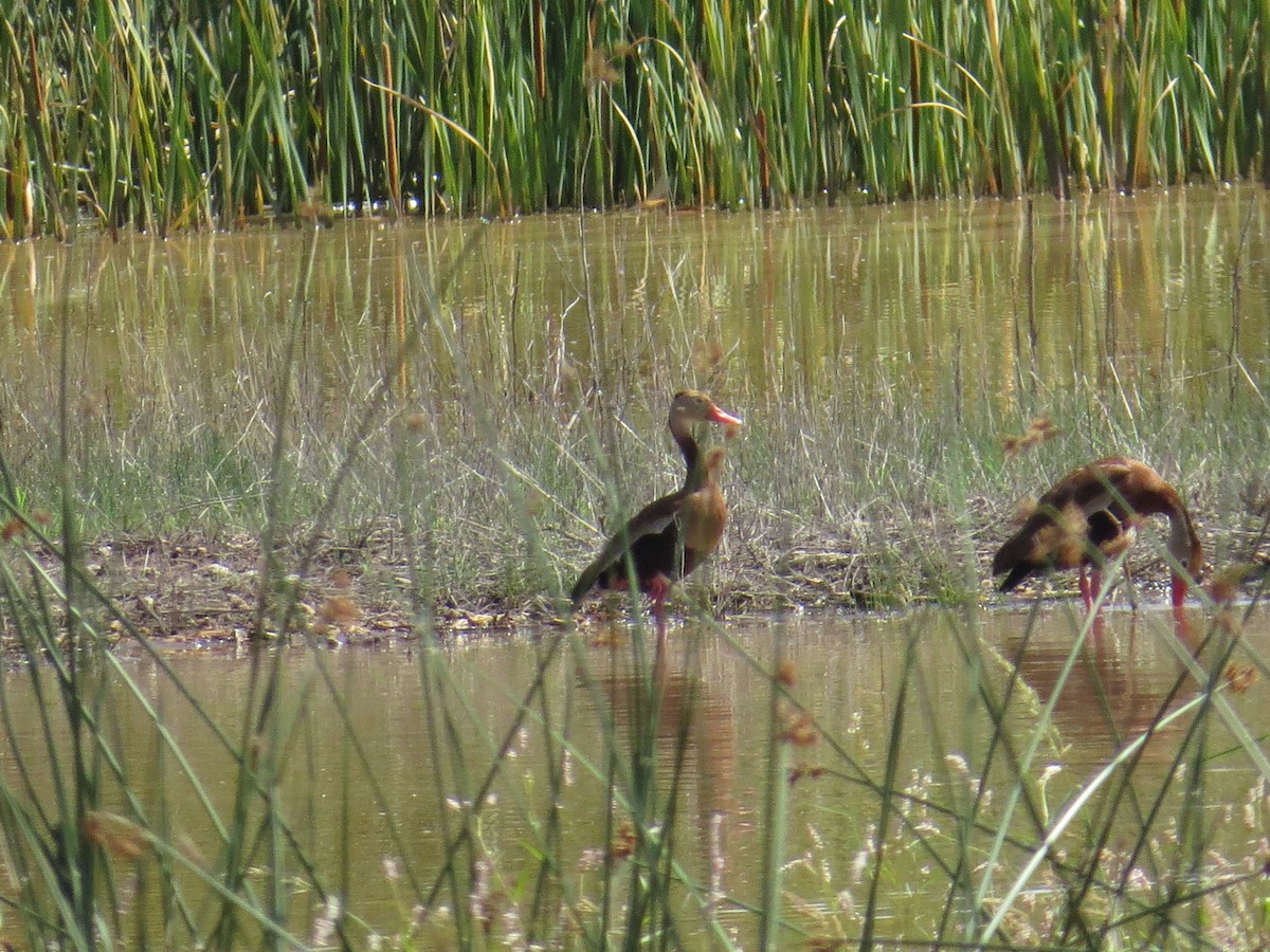 Black-bellied Whistling-Duck - ML608494637