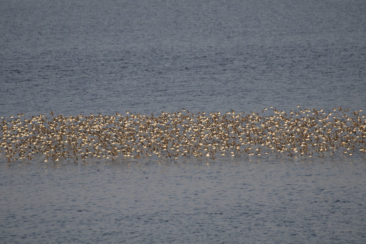 Semipalmated Sandpiper - Eddy Edwards