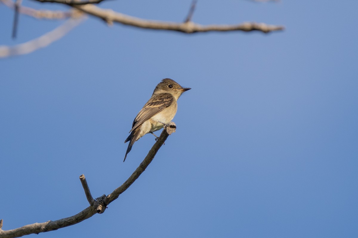 Western Wood-Pewee - ML608494680