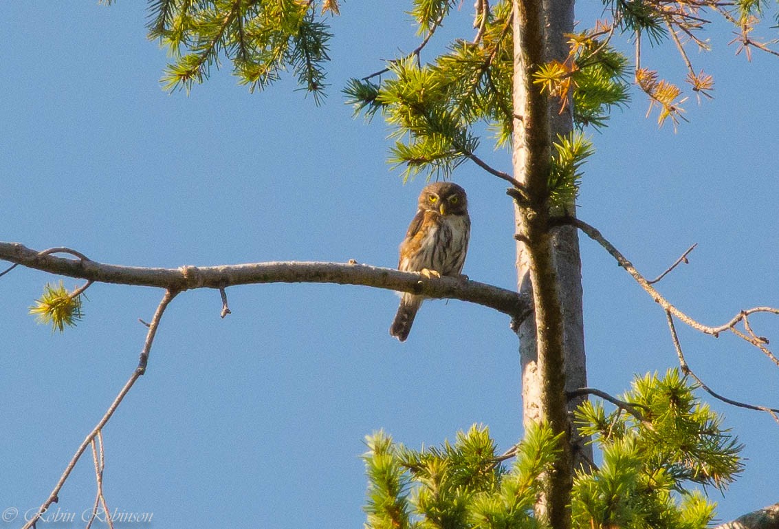 Northern Pygmy-Owl - ML608494694