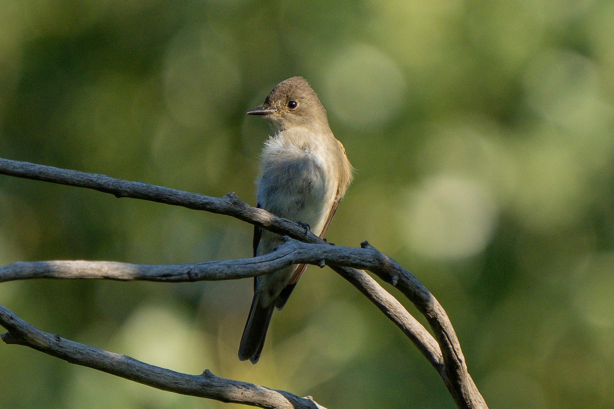 Western Wood-Pewee - Robert Raker