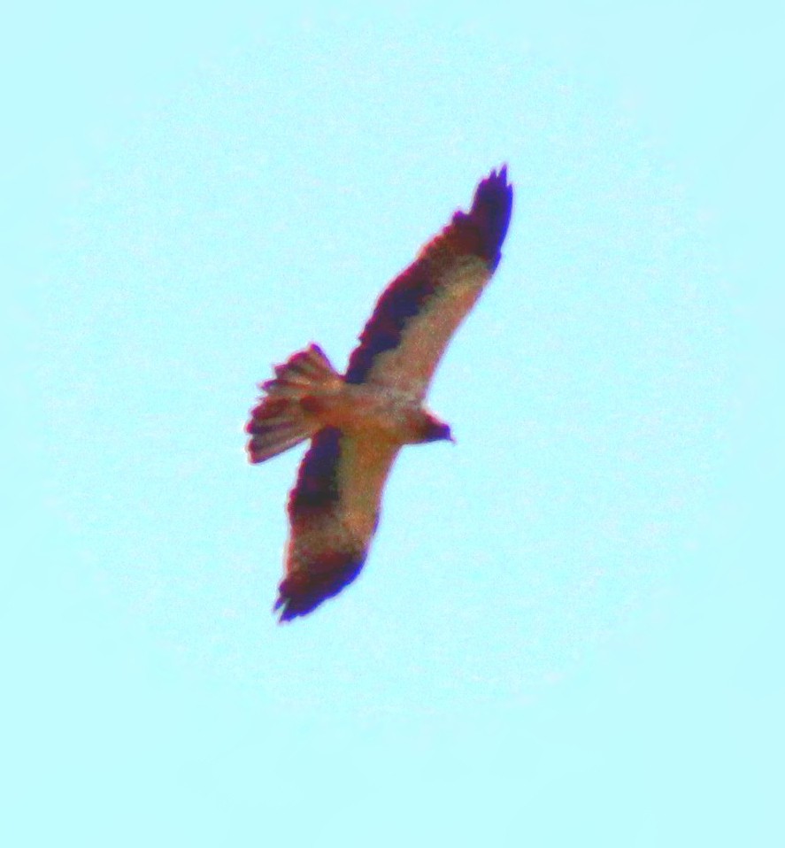 Booted Eagle - ML608494719