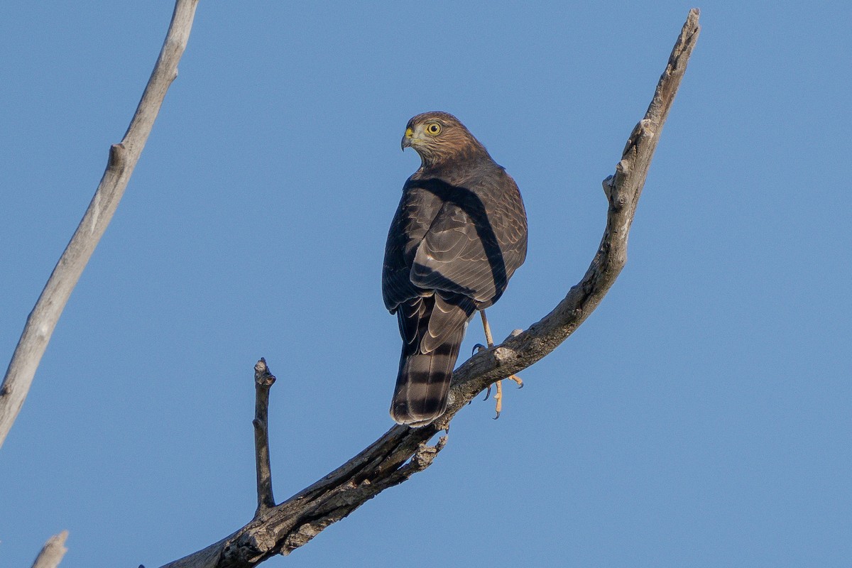 Sharp-shinned Hawk - Robert Raker