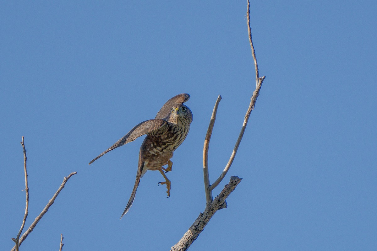 Sharp-shinned Hawk - Robert Raker