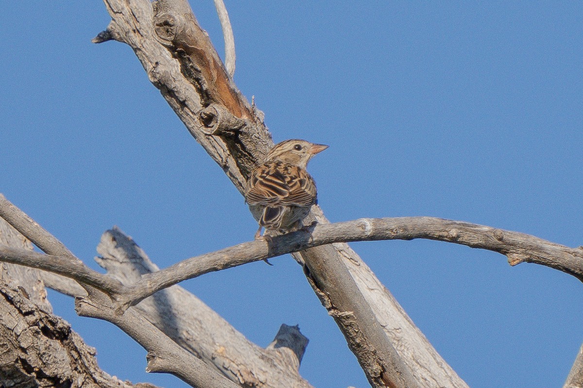 Chipping Sparrow - ML608494750