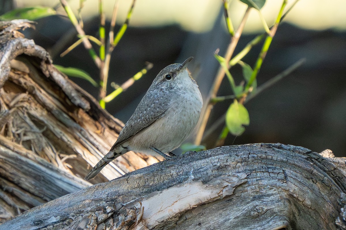 Rock Wren - Robert Raker