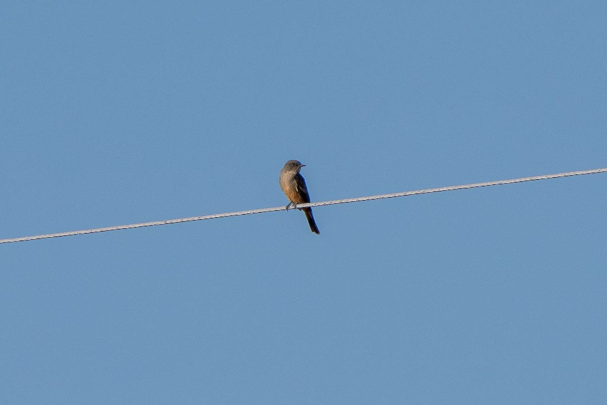 Say's Phoebe - Robert Raker