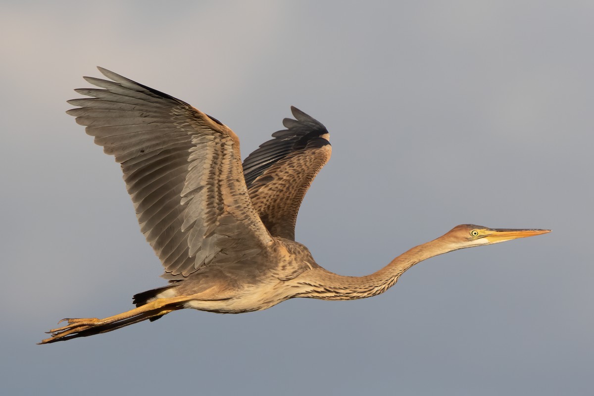 Purple Heron - Miguel Rodríguez Esteban