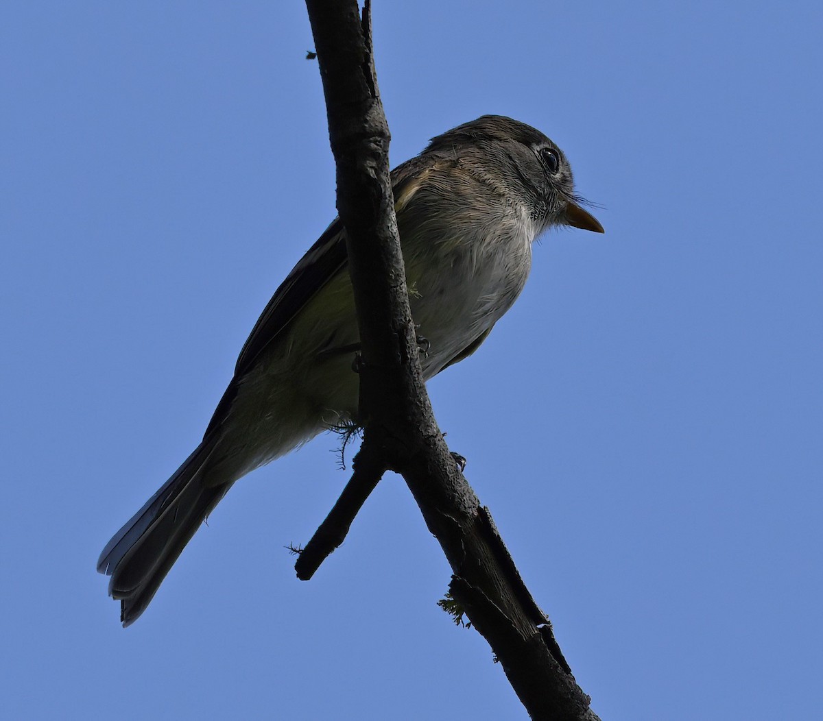 Least Flycatcher - ML608494850