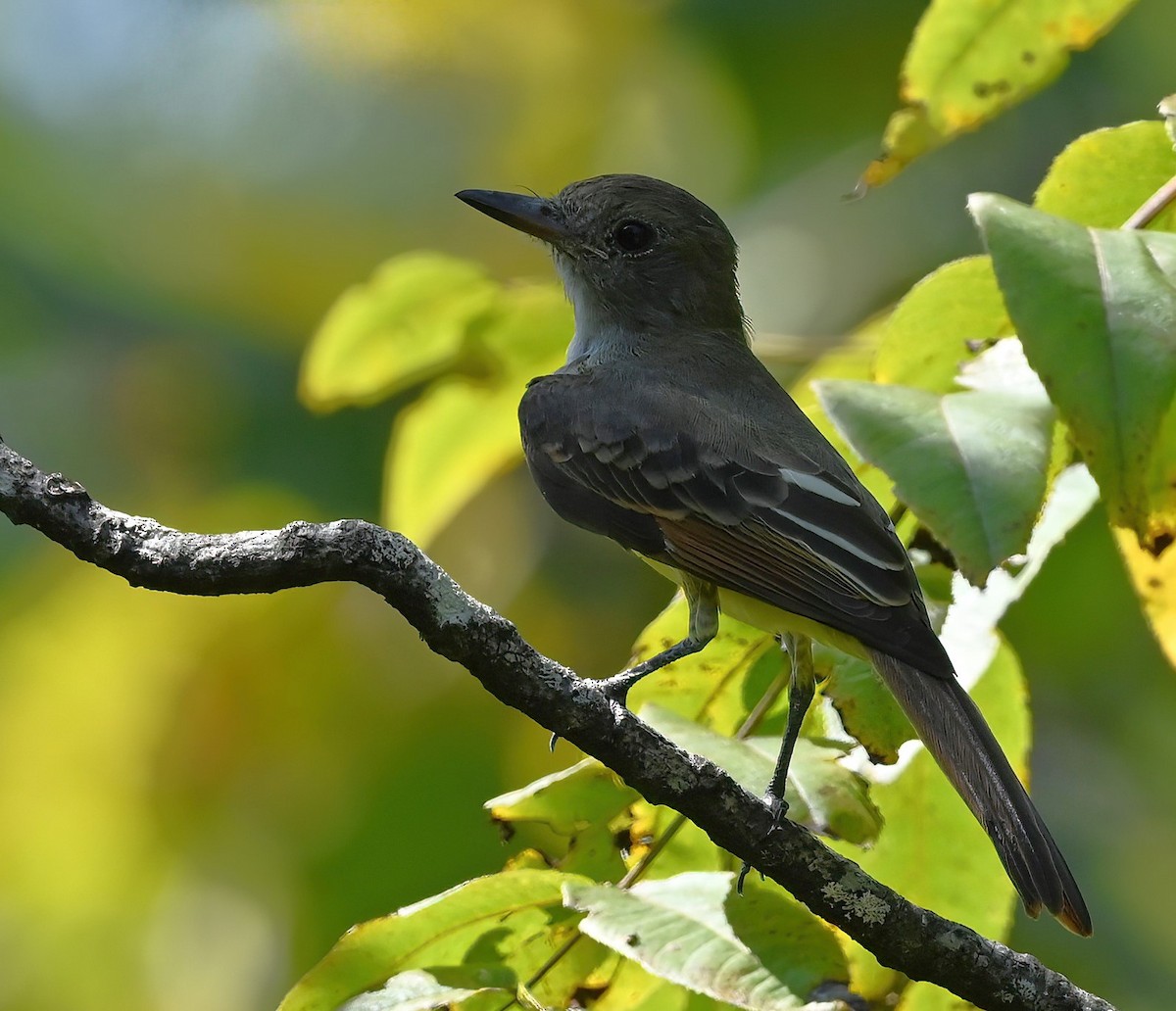 Great Crested Flycatcher - ML608494856