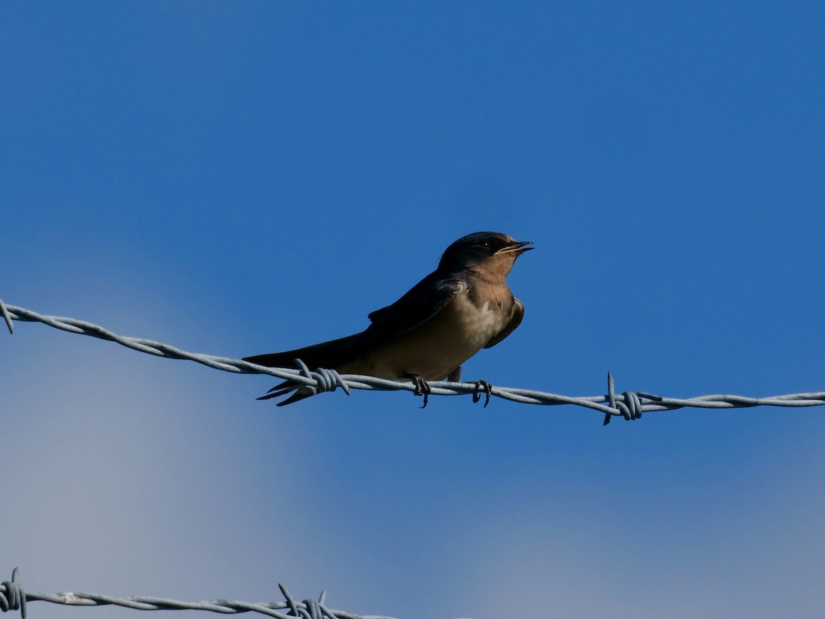 Barn Swallow - ML608494878