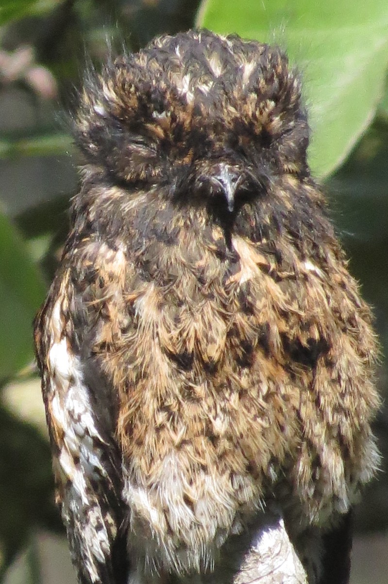 Great Potoo - ML608494922