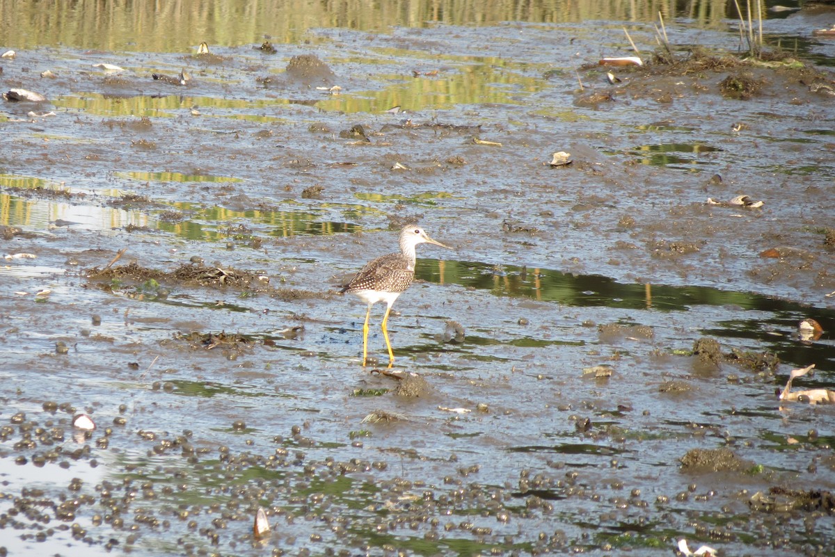 Greater Yellowlegs - ML608494935