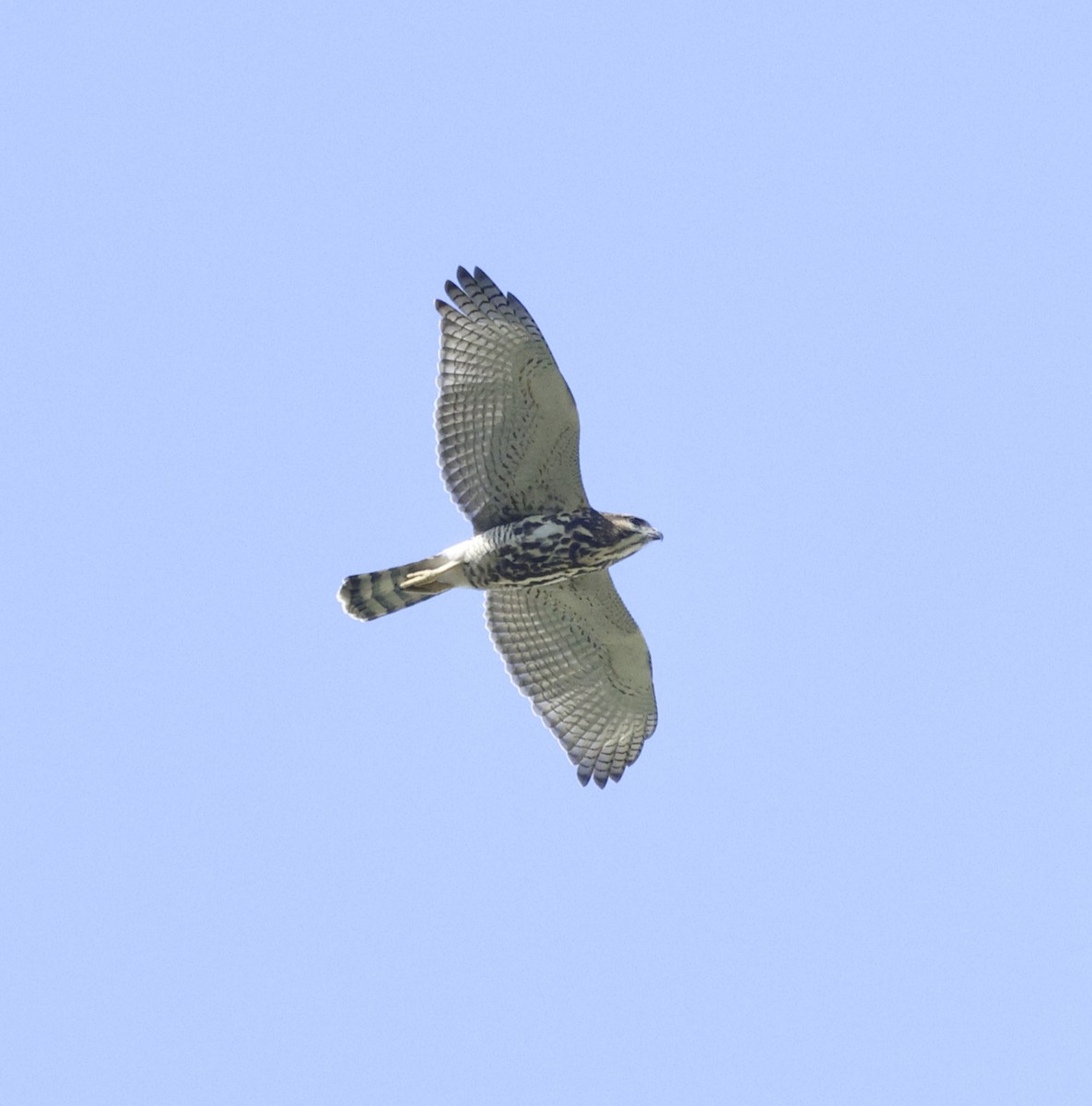 Gray Hawk - ML608494948