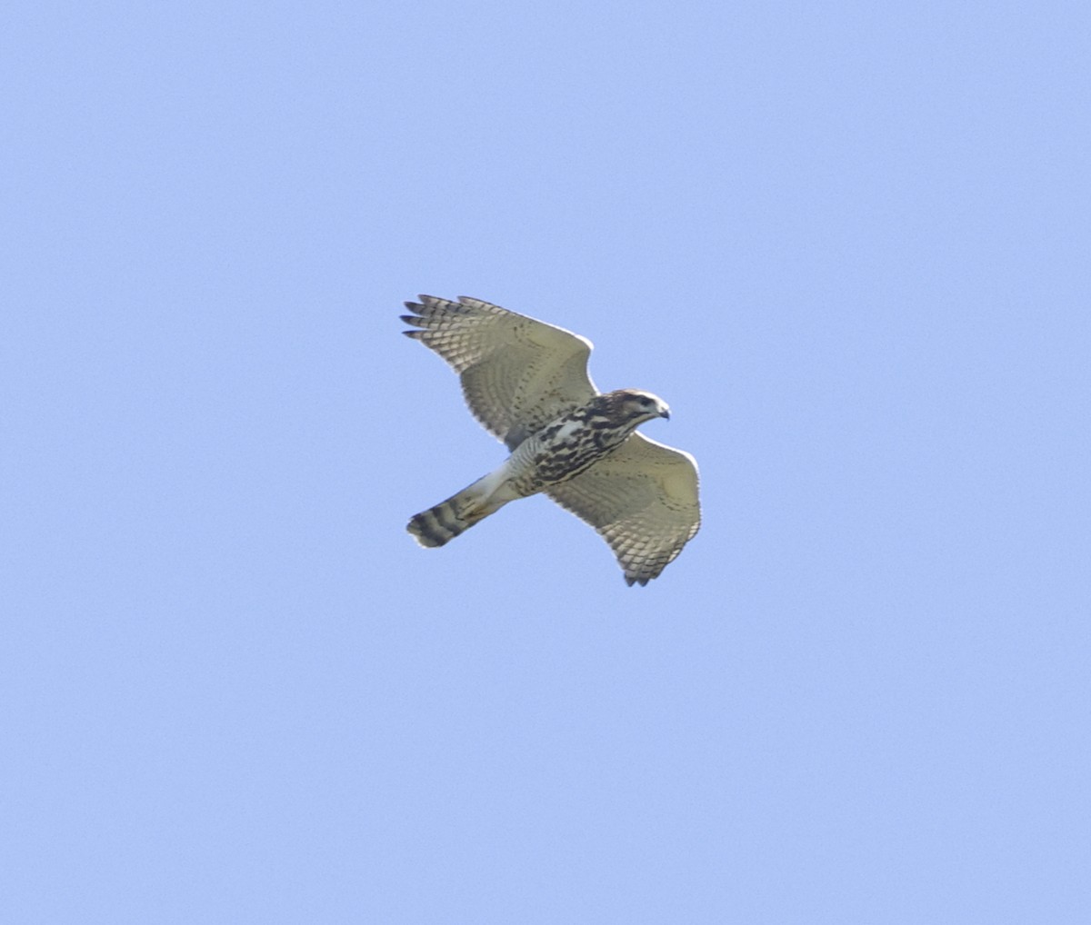 Gray Hawk - ML608494949