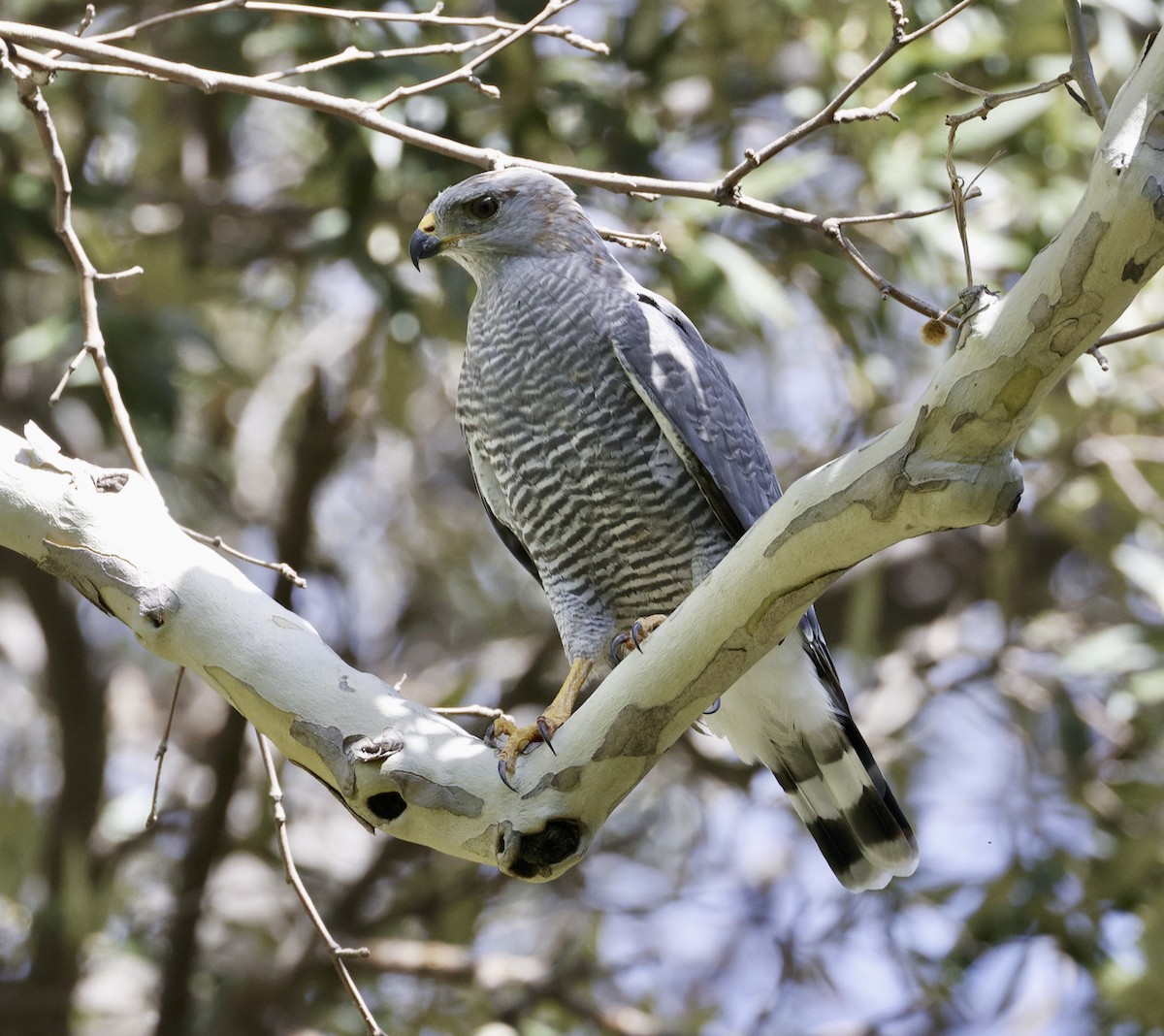 Graubussard - ML608494951