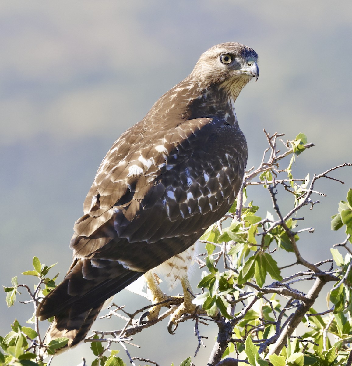 Red-tailed Hawk - Adam Dudley