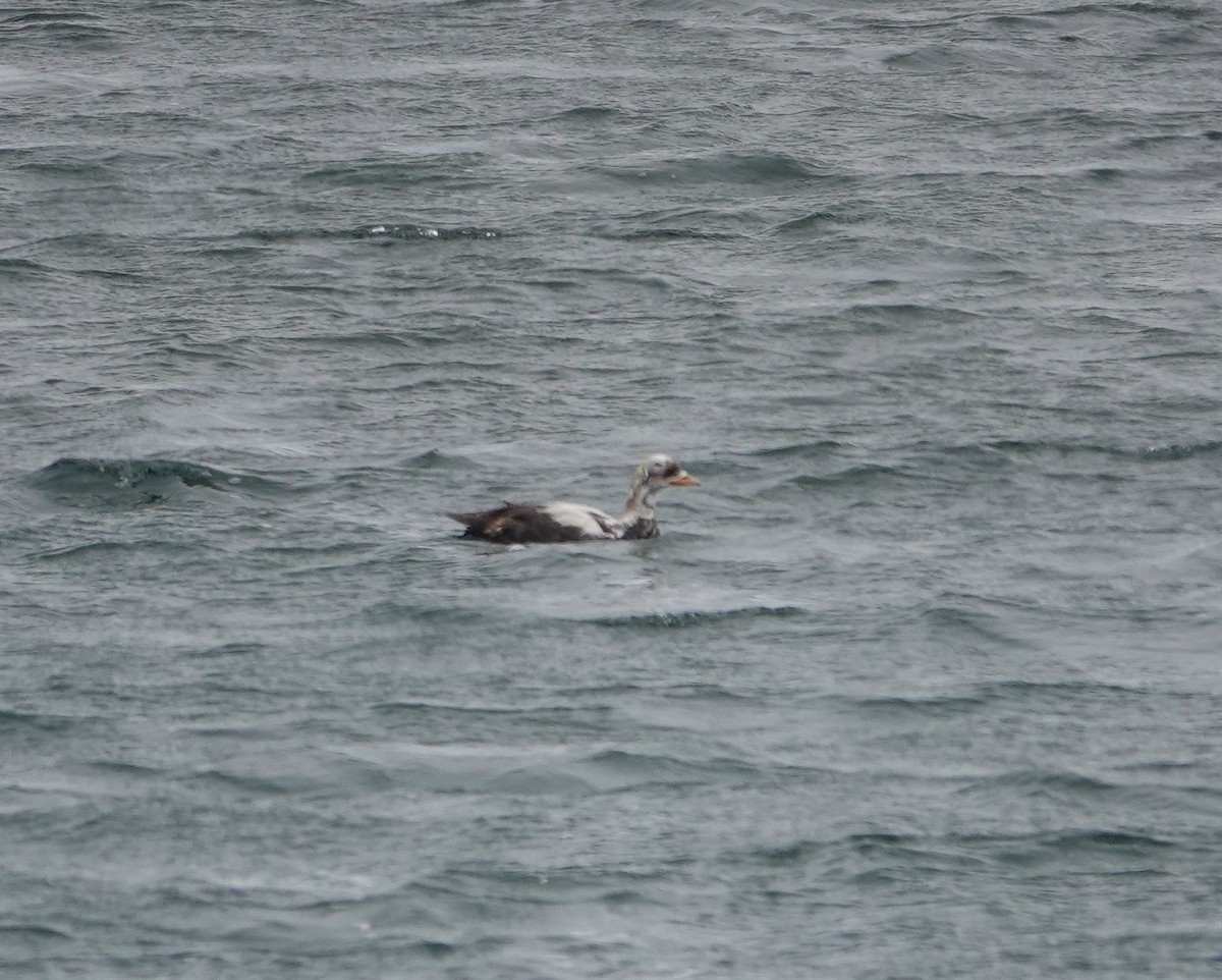 Spectacled Eider - ML608494957