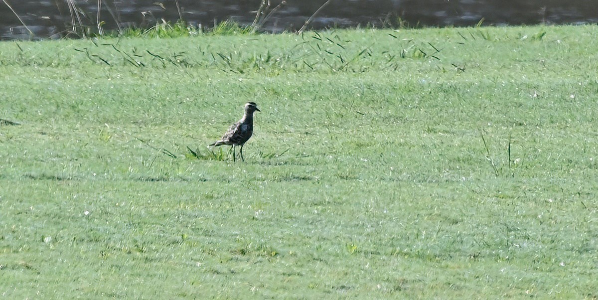 American Golden-Plover - ML608494968