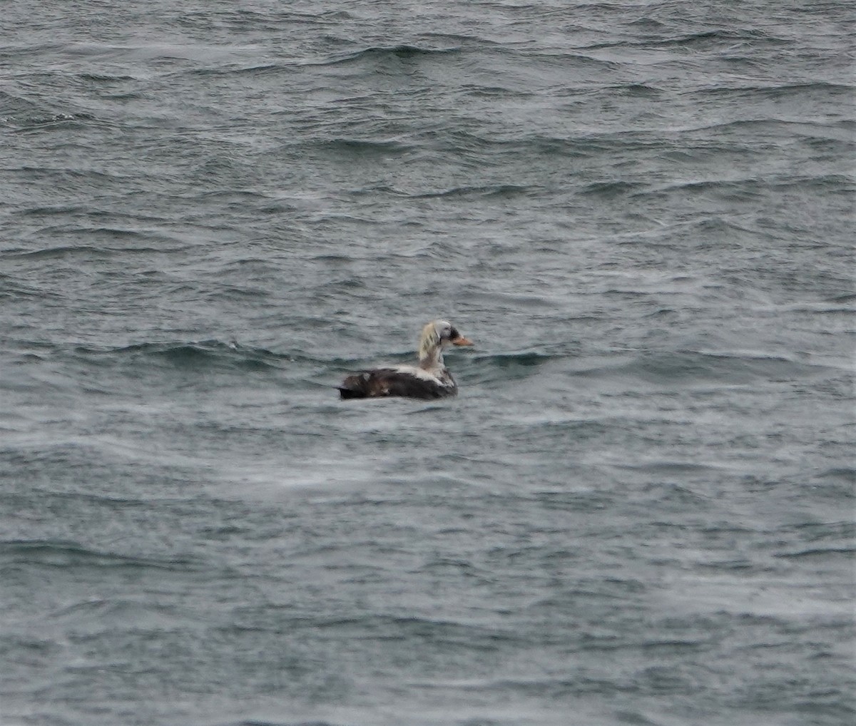 Spectacled Eider - ML608494982