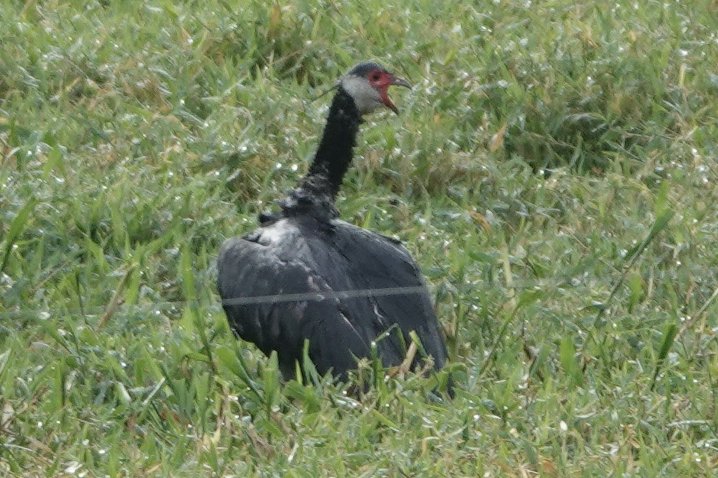 Weißwangen-Wehrvogel - ML608495000