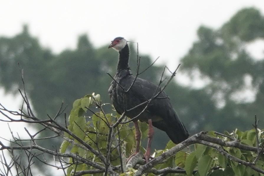 Weißwangen-Wehrvogel - ML608495001