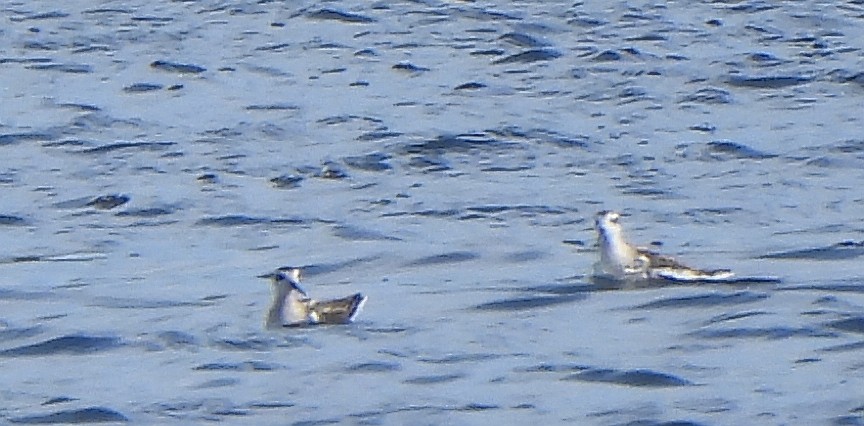 Red-necked Phalarope - Nathalie Ouellet